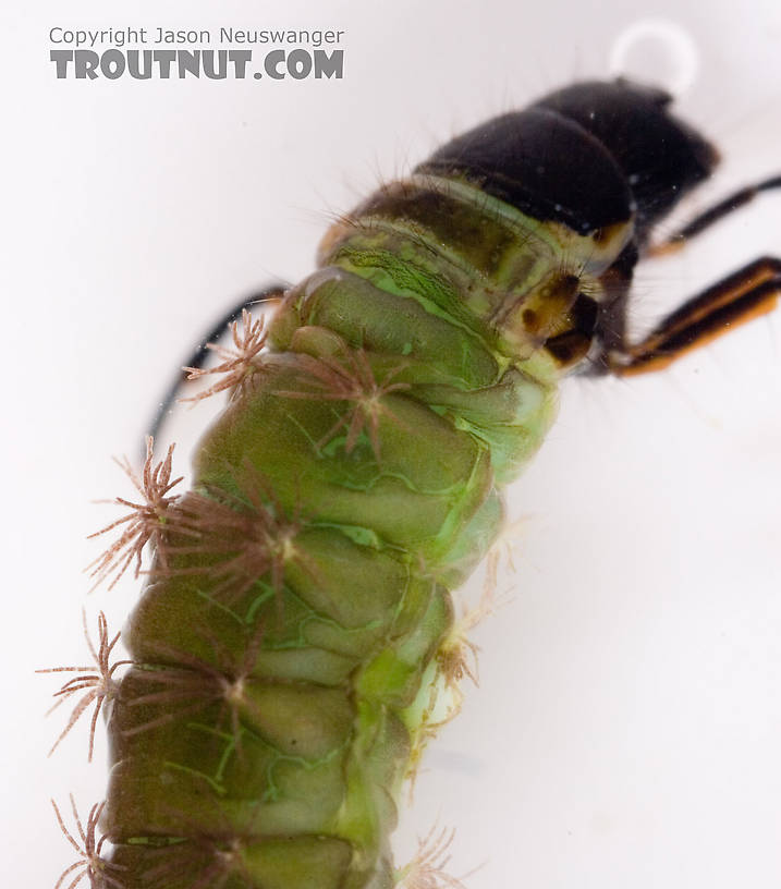 Psilotreta labida (Dark Blue Sedge) Caddisfly Larva from Fall Creek in New York