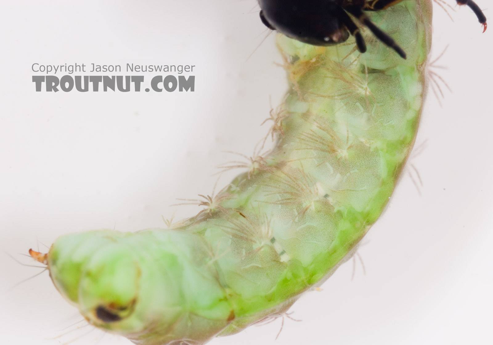 Psilotreta labida (Dark Blue Sedge) Caddisfly Larva from Fall Creek in New York