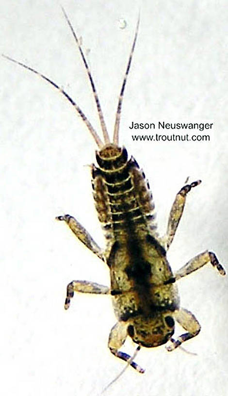 Ephemerella invaria (Sulphur Dun) Mayfly Nymph from the Namekagon River in Wisconsin