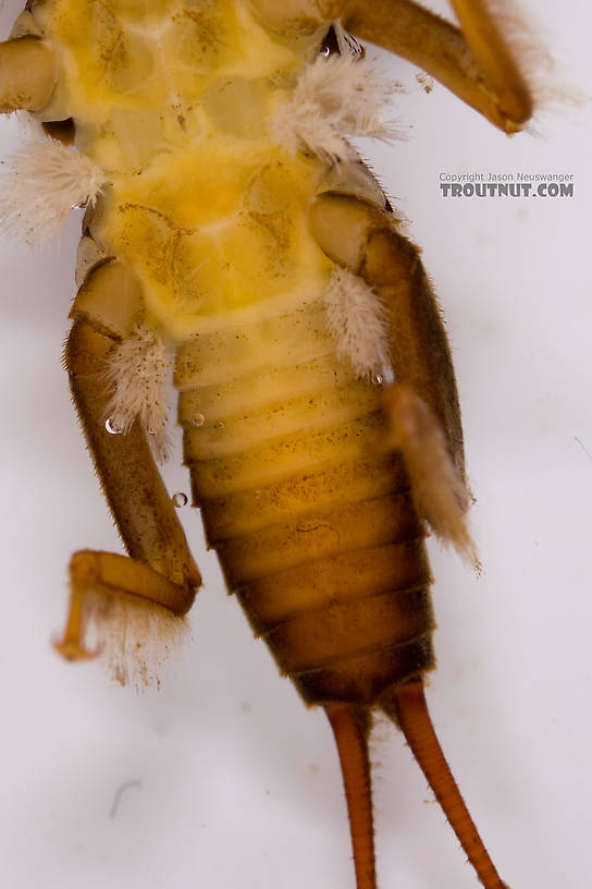 Paragnetina media (Embossed Stonefly) Stonefly Larva from Fall Creek in New York