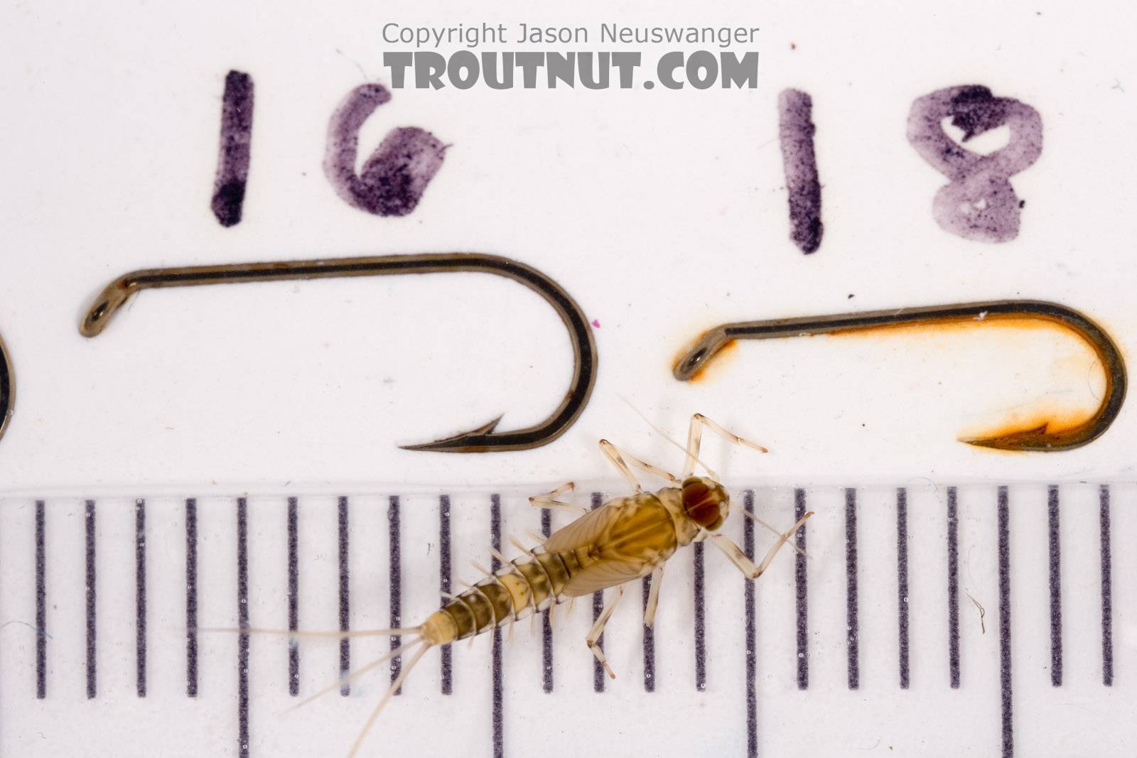 Baetis (Blue-Winged Olives) Mayfly Nymph from Mystery Creek #62 in New York