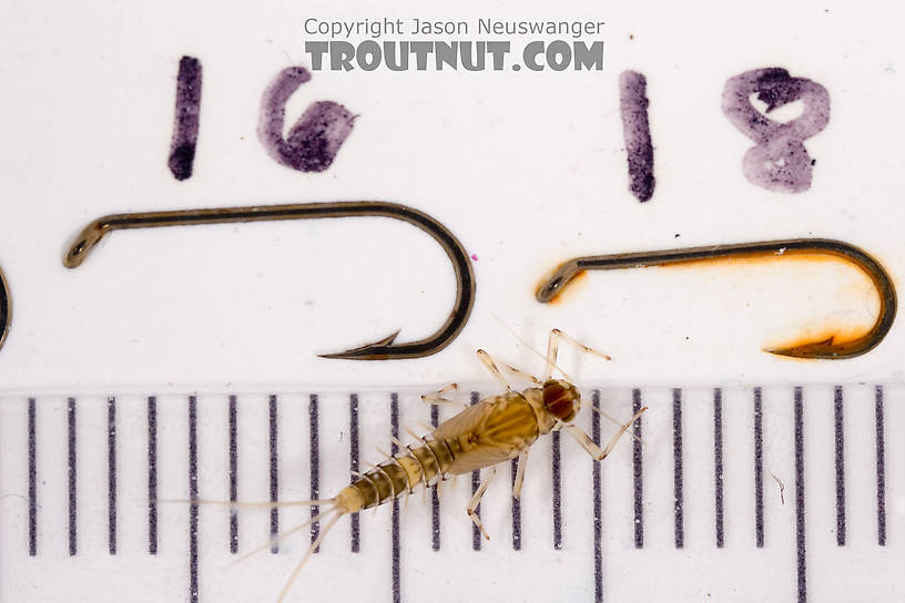 Baetis (Blue-Winged Olives) Mayfly Nymph from Mystery Creek #62 in New York