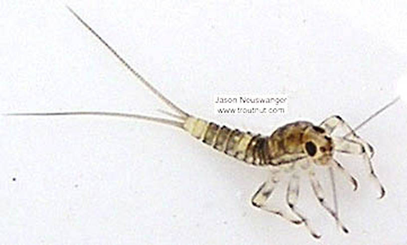 Baetidae (Blue-Winged Olives) Mayfly Nymph from unknown in Wisconsin