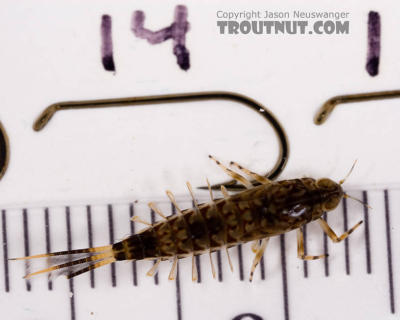 Ameletus ludens (Brown Dun) Mayfly Nymph from Mystery Creek #62 in New York