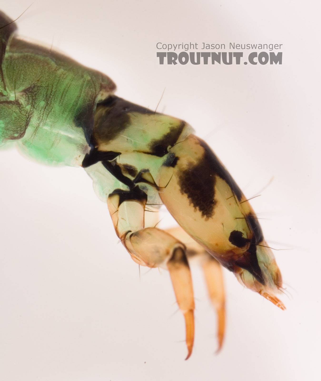 Rhyacophila fuscula (Green Sedge) Caddisfly Larva from Mystery Creek #62 in New York