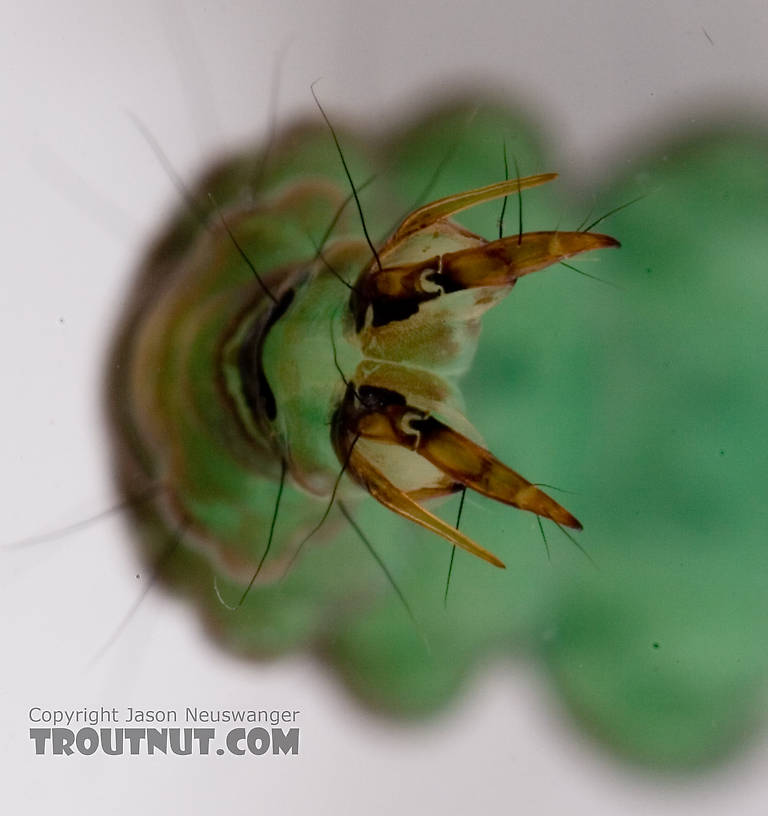Rhyacophila fuscula (Green Sedge) Caddisfly Larva from Mystery Creek #62 in New York
