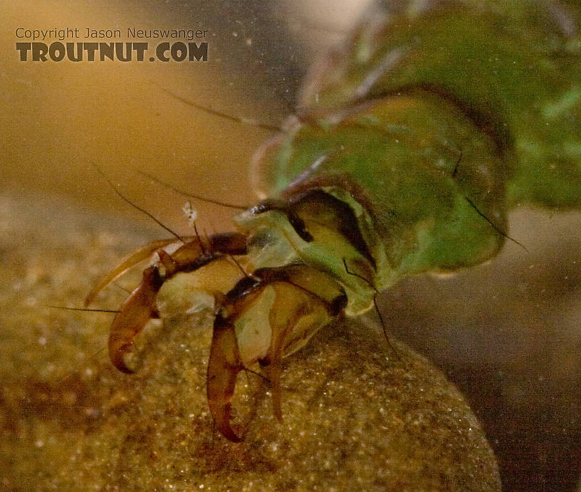 This picture came out poorly, but it still shows pretty well just what effective tools those rear prolegs are for caddis larvae to grip the rocks.  It can be surprisingly hard to pick them up when they're grabbing onto something.  Rhyacophila fuscula (Green Sedge) Caddisfly Larva from Mystery Creek #62 in New York