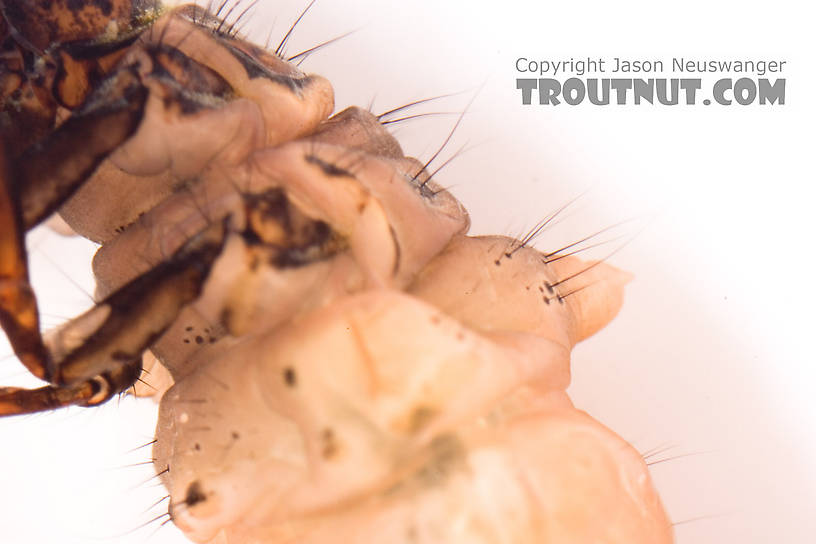 Pycnopsyche (Great Autumn Brown Sedges) Caddisfly Larva from Mystery Creek #62 in New York