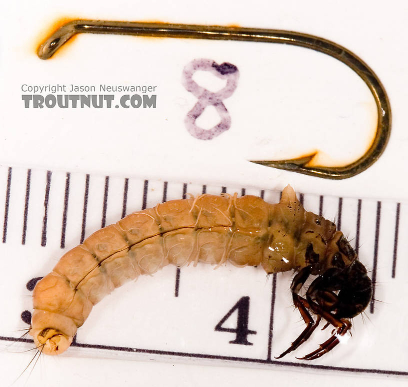 This is a big one.  Pycnopsyche (Great Autumn Brown Sedges) Caddisfly Larva from Mystery Creek #62 in New York
