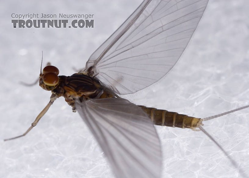 Male Baetis tricaudatus (Blue-Winged Olive) Mayfly Dun from Owasco Inlet in New York