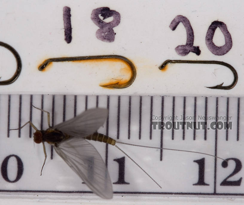 Male Baetis tricaudatus (Blue-Winged Olive) Mayfly Dun from Owasco Inlet in New York