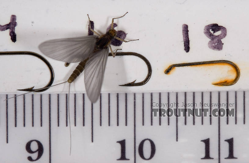 Female Baetis tricaudatus (Blue-Winged Olive) Mayfly Dun from Owasco Inlet in New York