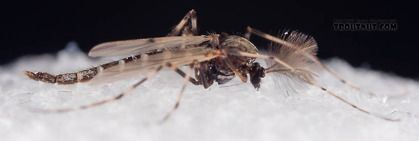 Male Stictochironomus Midge Adult from Mystery Creek #62 in New York