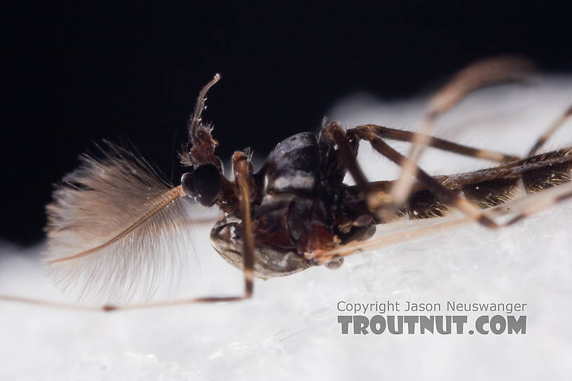 Male Stictochironomus Midge Adult from Mystery Creek #62 in New York