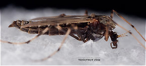 Female Chironomidae (Midges) True Fly Adult