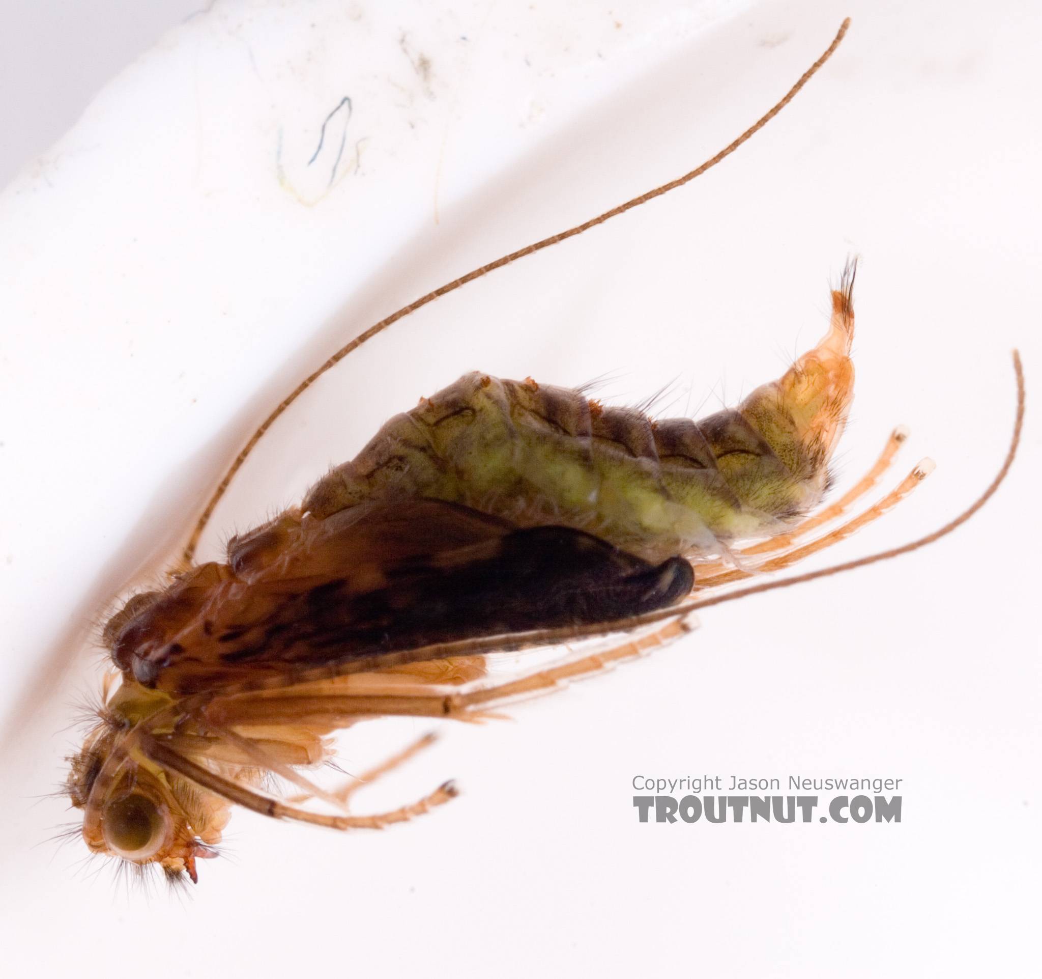 Cheumatopsyche (Little Sister Sedges) Caddisfly Pupa from Cayuta Creek in New York