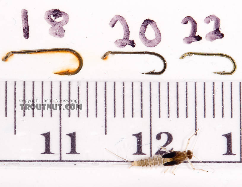 Baetis (Blue-Winged Olives) Mayfly Nymph from Cayuta Creek in New York