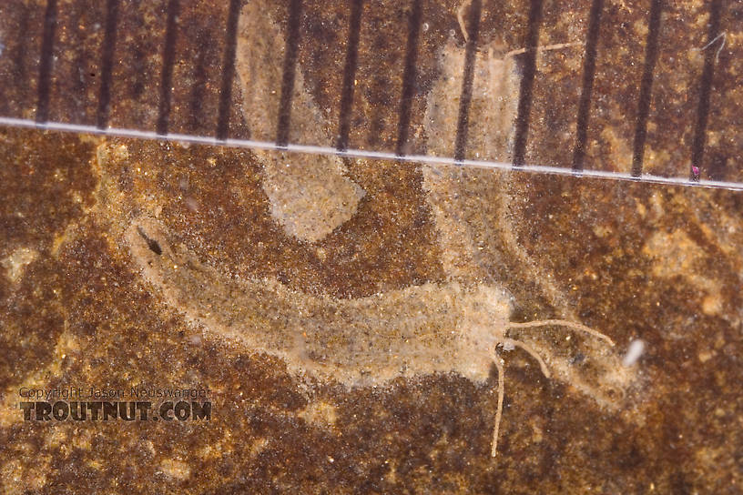 A millimeter ruler overlaid by the case.  Rheotanytarsus Midge Larva from Cayuta Creek in New York
