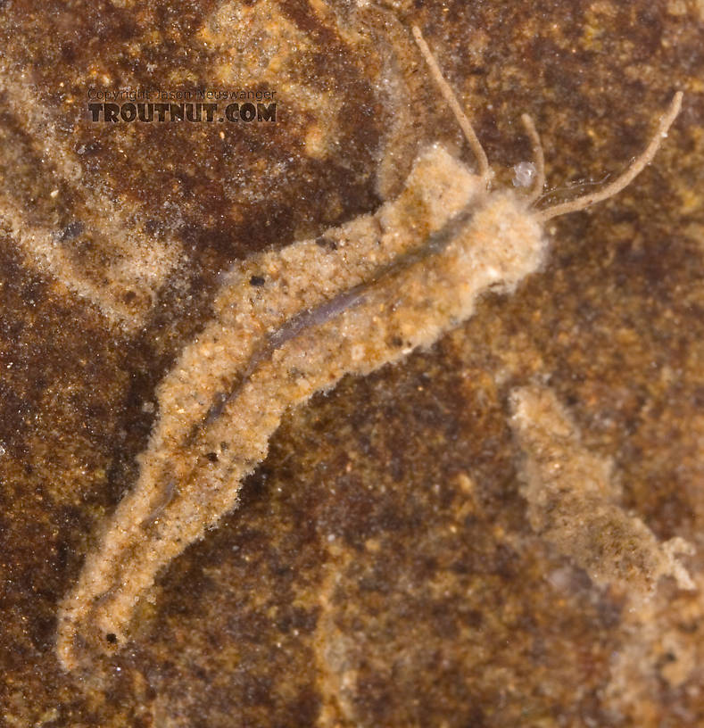 I removed the case from its rock to expose this, the underside.  Rheotanytarsus Midge Larva from Cayuta Creek in New York