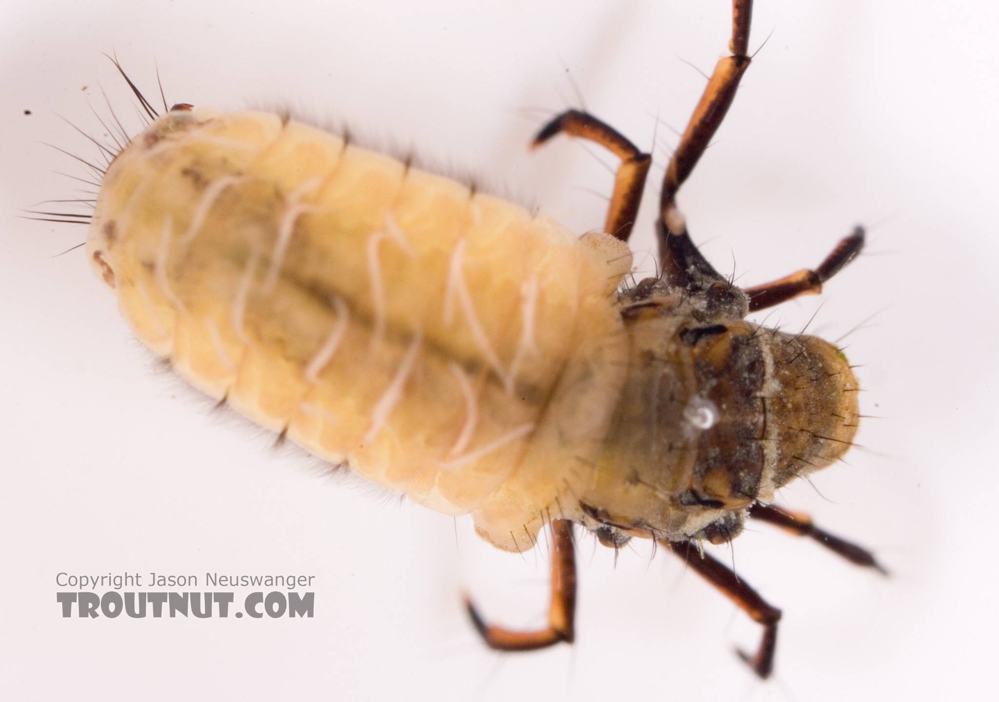 Neophylax (Autumn Mottled Sedges) Caddisfly Larva from Cayuta Creek in New York