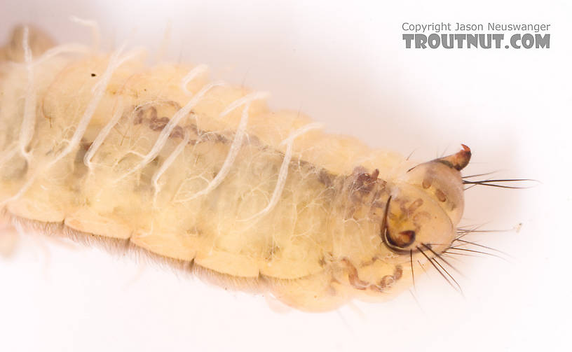 Neophylax (Autumn Mottled Sedges) Caddisfly Larva from Cayuta Creek in New York