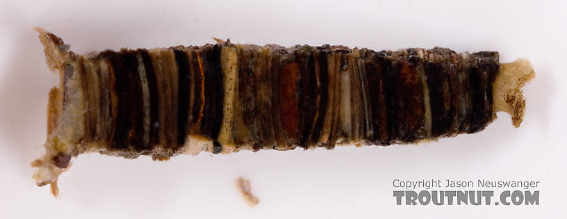 The structure on the far right in this picture helped tightly attache the case to its rock.  Brachycentrus (Grannoms) Caddisfly Pupa from Cayuta Creek in New York