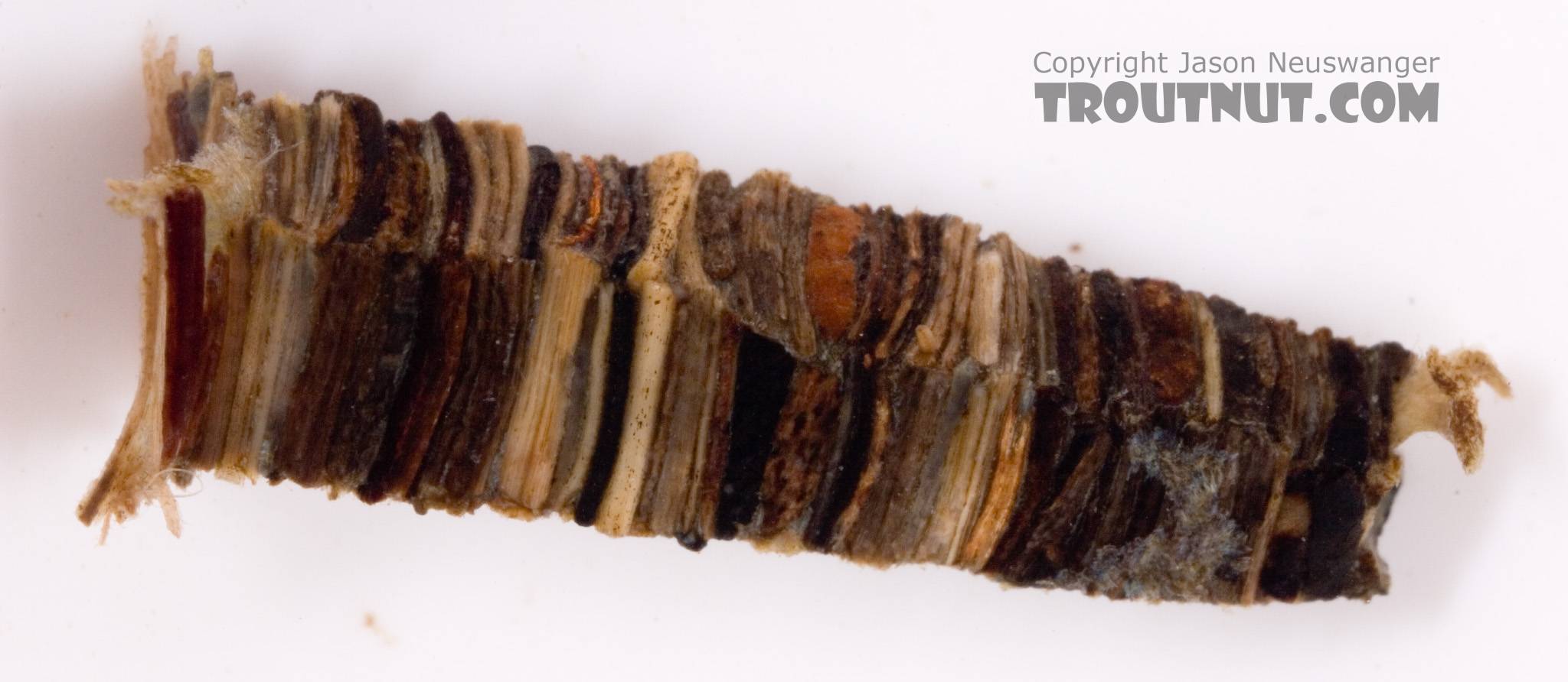 This angle shows off the square cross-section of the case.  It has an incredibly tidy log cabin look to it.  Brachycentrus (Grannoms) Caddisfly Pupa from Cayuta Creek in New York