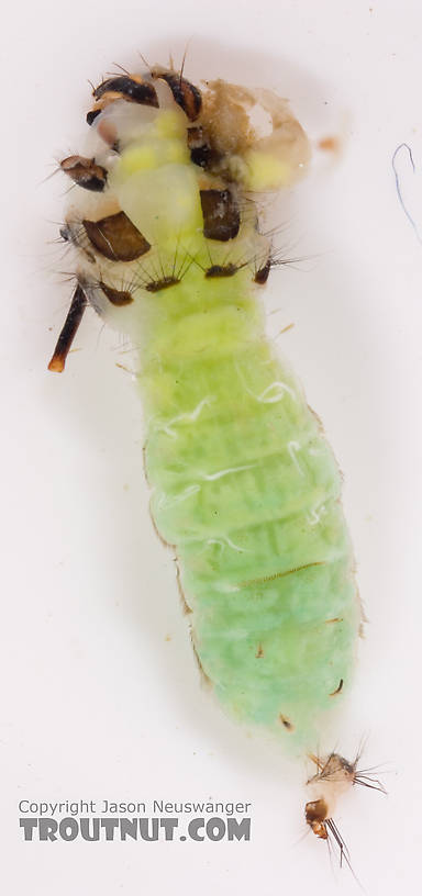 Brachycentrus (Grannoms) Caddisfly Pupa from Cayuta Creek in New York