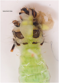 Brachycentrus (Grannoms) Caddisfly Pupa