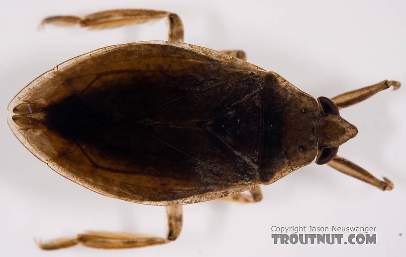 Belostoma flumineum (Electric Light Bug) Giant Water Bug Adult from the West Branch of Owego Creek in New York