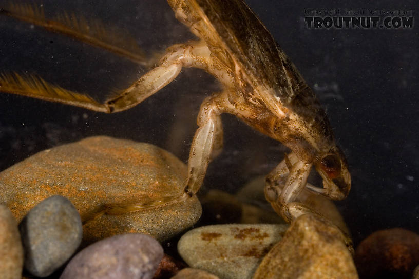 Belostoma flumineum (Electric Light Bug) Giant Water Bug Adult from the West Branch of Owego Creek in New York