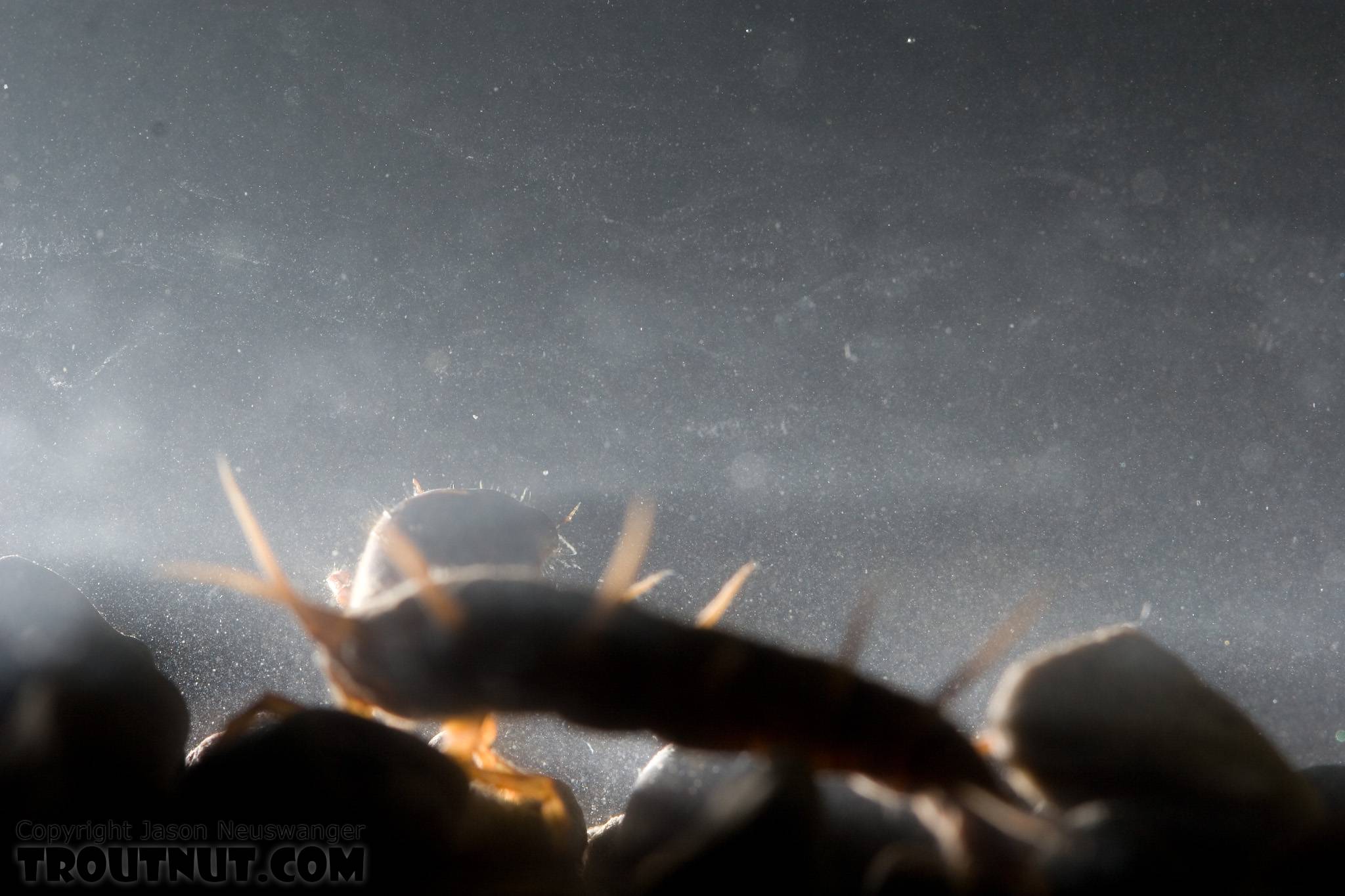 A little experiment with backlighting.  Nigronia serricornis (Fishfly) Hellgrammite Larva from Factory Brook in New York