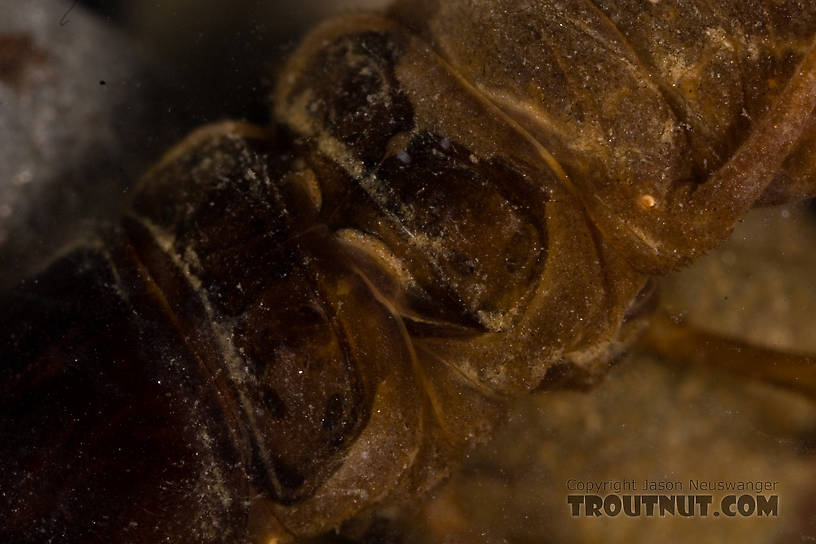 Nigronia serricornis (Fishfly) Hellgrammite Larva from Factory Brook in New York