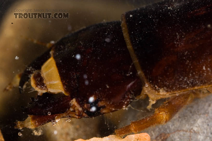Nigronia serricornis (Fishfly) Hellgrammite Larva from Factory Brook in New York