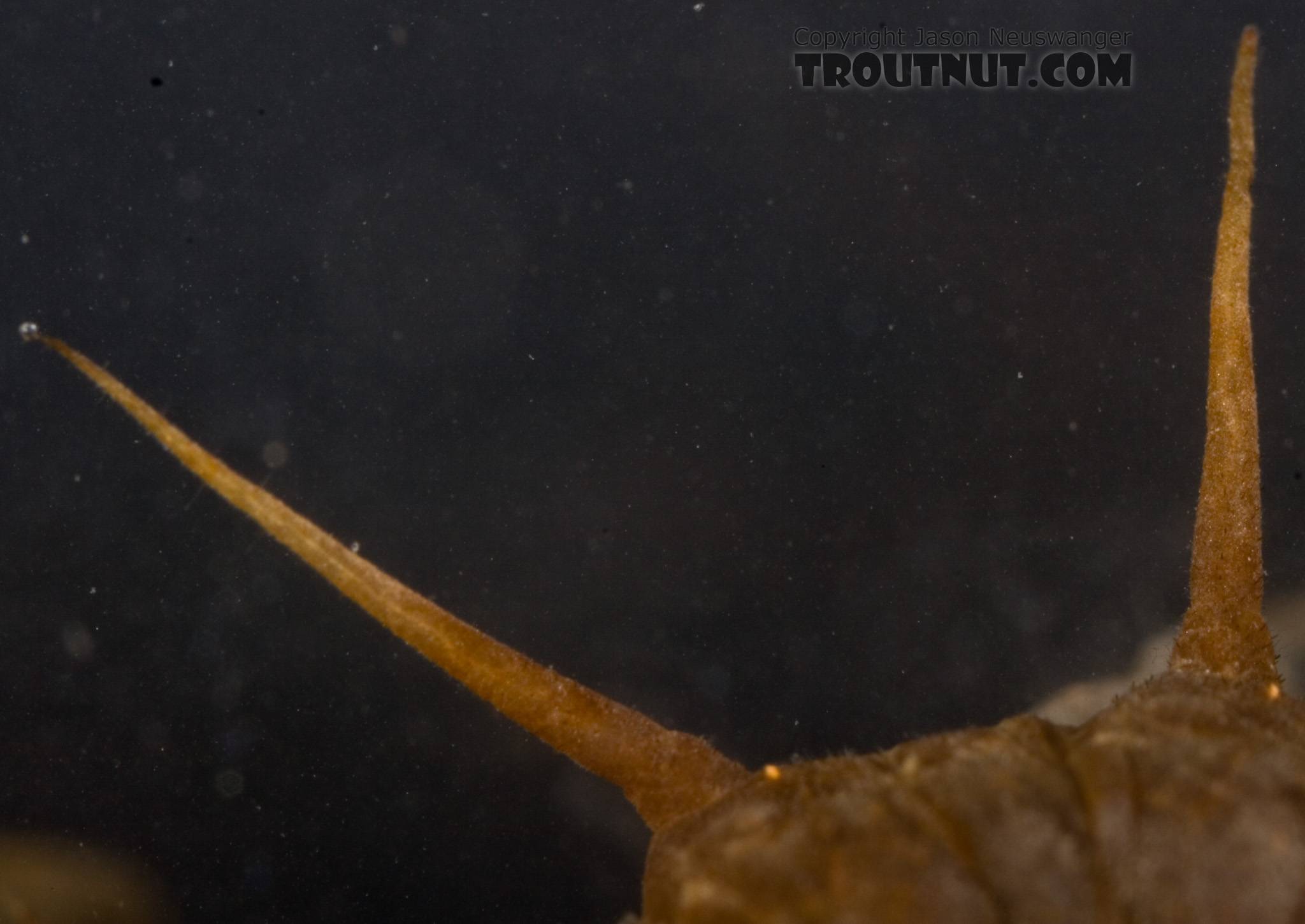 Closeup of a couple of the gills.  Nigronia serricornis (Fishfly) Hellgrammite Larva from Factory Brook in New York