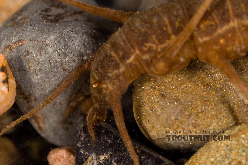 The rear appendages on these larvae are quite good at gripping the rocks as they're doing here.  Nigronia serricornis (Fishfly) Hellgrammite Larva from Factory Brook in New York