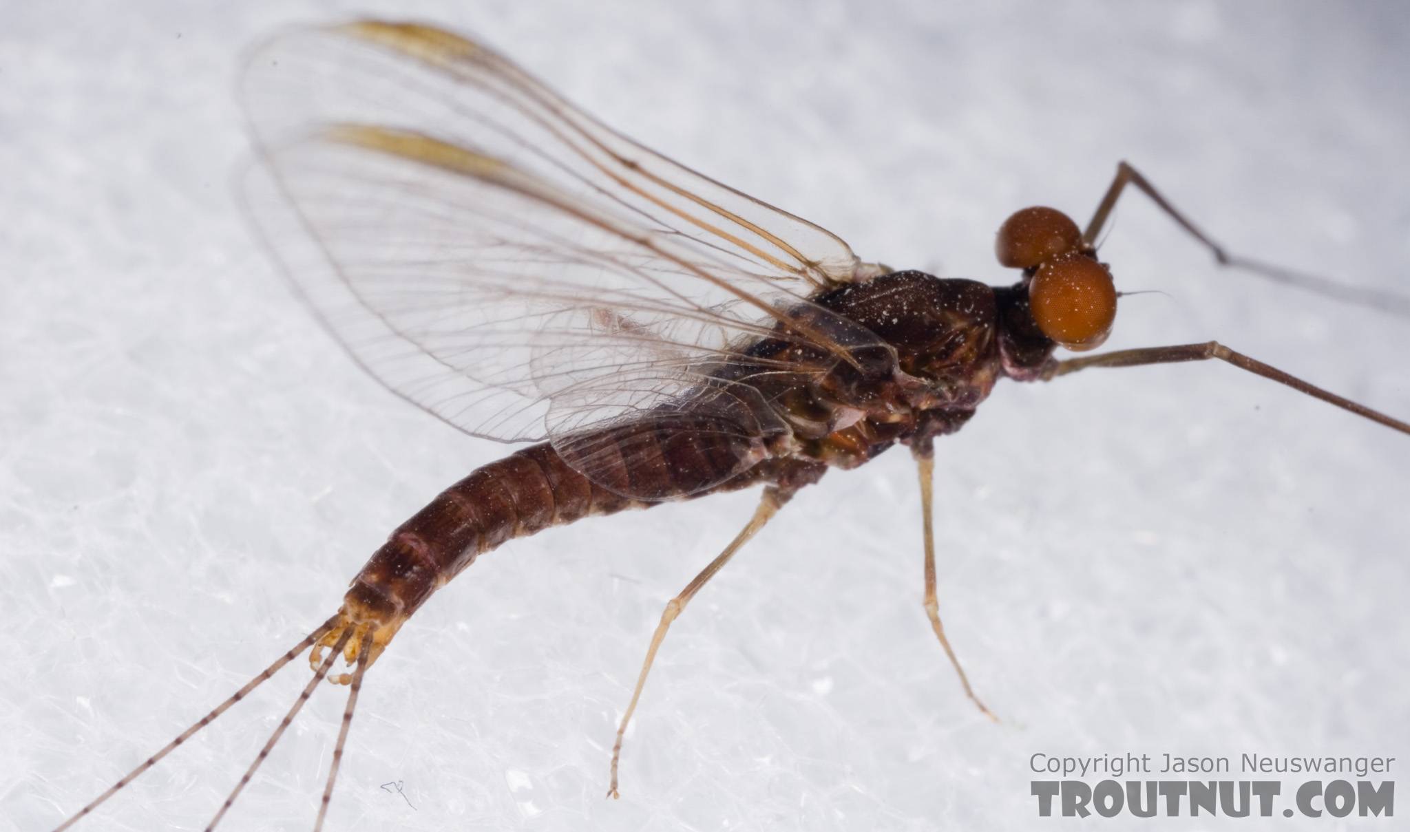 Male Ephemerella subvaria (Hendrickson) Mayfly Spinner from Fall Creek in New York