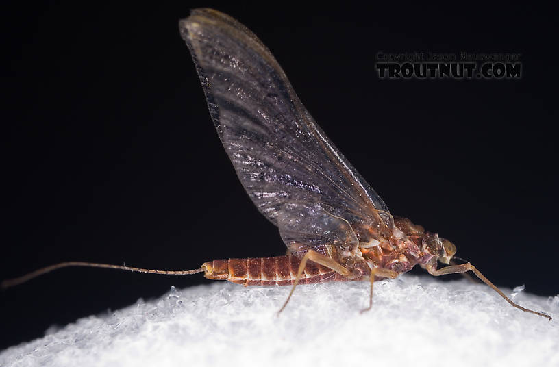 Female Ephemerella subvaria (Hendrickson) Mayfly Spinner from Fall Creek in New York