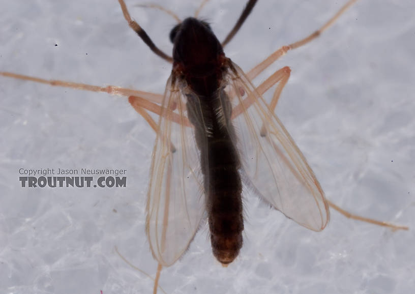Chironomidae (Midges) Midge Adult from Mystery Creek #62 in New York