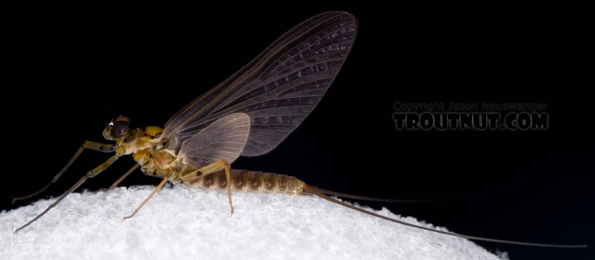 Male Epeorus pleuralis (Quill Gordon) Mayfly Dun from Dresserville Creek in New York