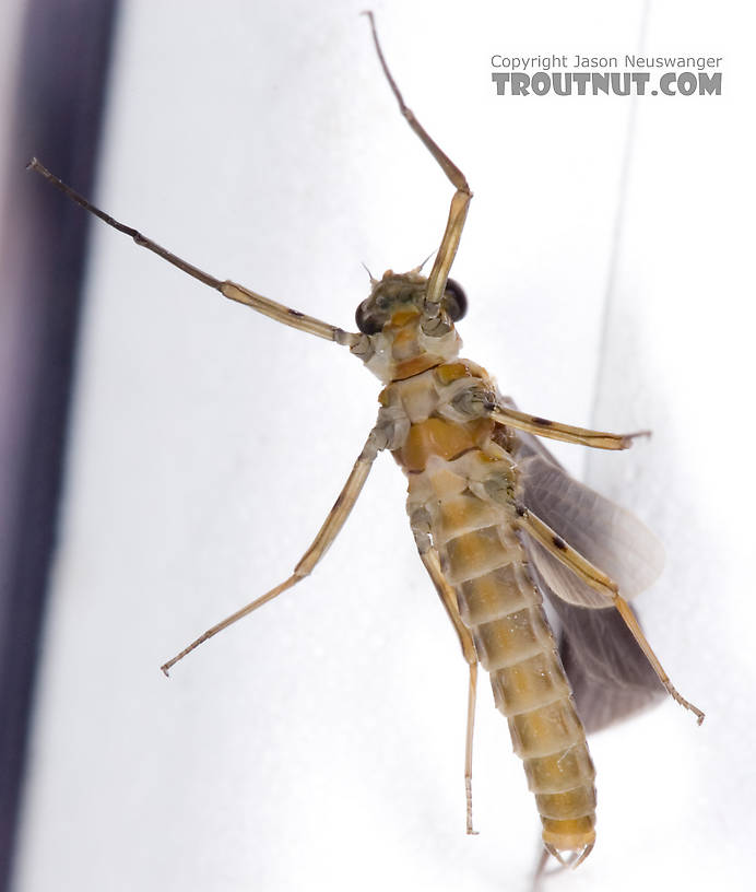 Male Epeorus pleuralis (Quill Gordon) Mayfly Dun from Dresserville Creek in New York