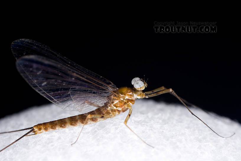 Male Epeorus pleuralis (Quill Gordon) Mayfly Spinner from Dresserville Creek in New York