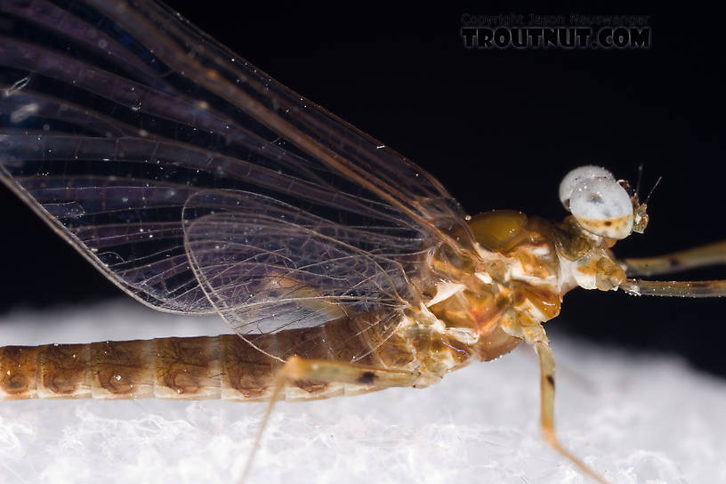 Male Epeorus pleuralis (Quill Gordon) Mayfly Spinner from Dresserville Creek in New York