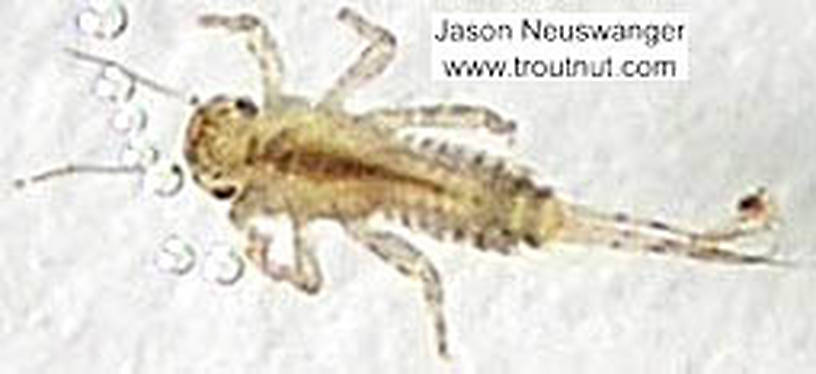Ephemerellidae (Hendricksons, Sulphurs, PMDs, BWOs) Mayfly Nymph from the Namekagon River in Wisconsin