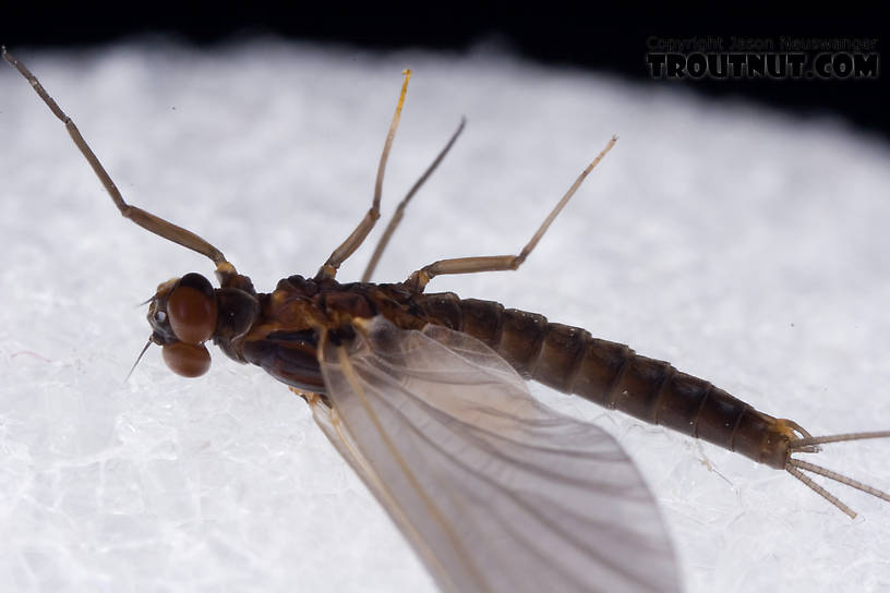 Male Neoleptophlebia adoptiva (Blue Quill) Mayfly Dun from Dresserville Creek in New York