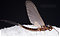 Male Neoleptophlebia adoptiva (Blue Quill) Mayfly Dun