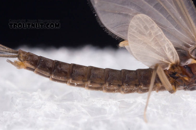 Male Neoleptophlebia adoptiva (Blue Quill) Mayfly Dun from Dresserville Creek in New York