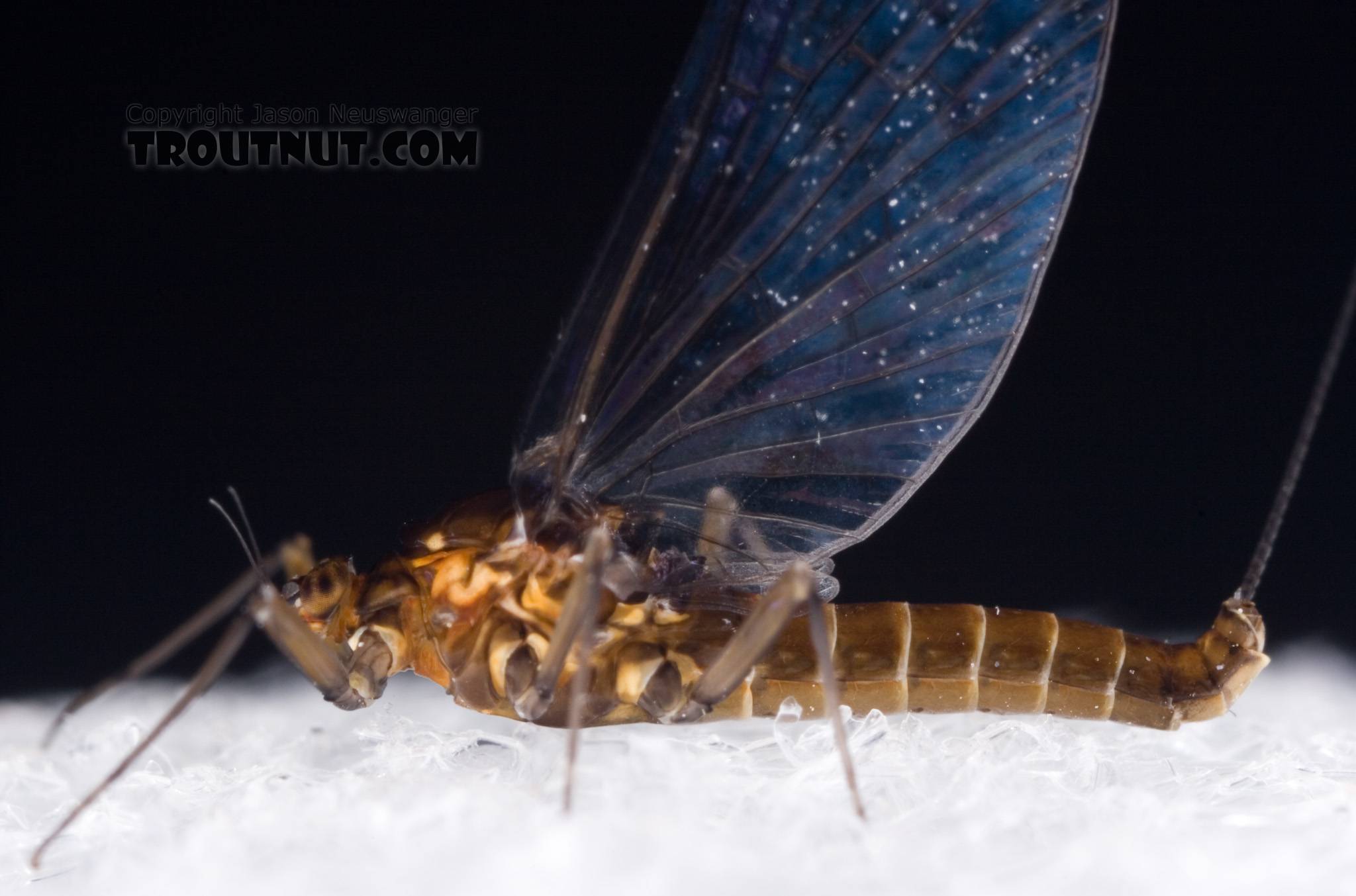 Female Baetidae (Blue-Winged Olives) Mayfly Spinner from Dresserville Creek in New York