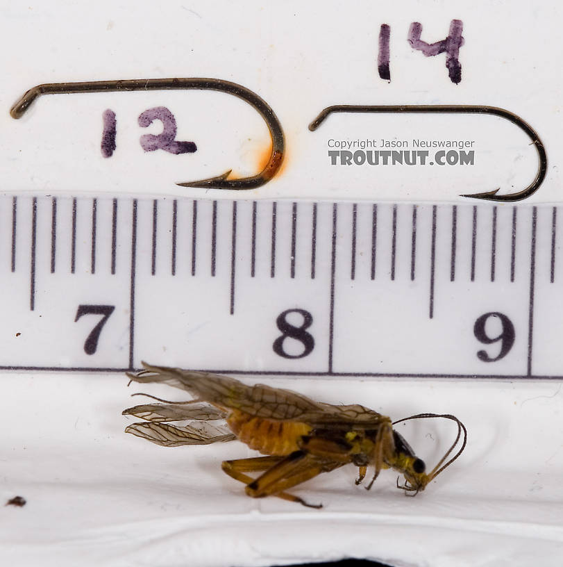 I forgot to photograph it on the ruler, so I did it a couple days later, but the fly had died and shriveled a little bit by then.  Agnetina capitata (Golden Stone) Stonefly Adult from Aquarium in New York