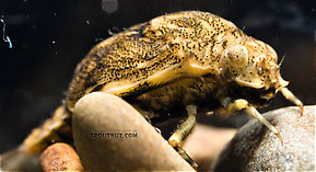 Baetisca obesa (Armored Mayfly) Mayfly Nymph